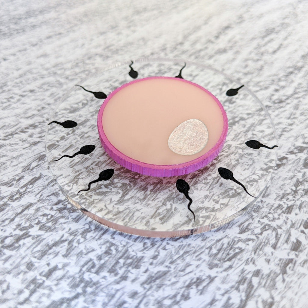 Acrylic Human Egg and Sperm cell Brooch up close 2. 