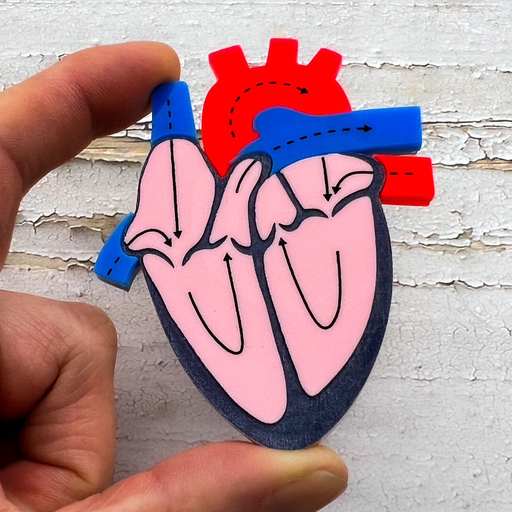 An anatomical heart brooch showing a cross-sectional view. Made from laser cut and handpainted acrylic.