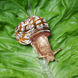 A closeup image of a brown toned acrylic snail brooch sitting on a lettuce leaf