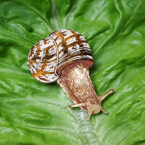 A closeup image of a brown toned acrylic snail brooch sitting on a lettuce leaf