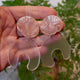 Closeup Video of Acrylic moon snail earrings by Oh Pluto
